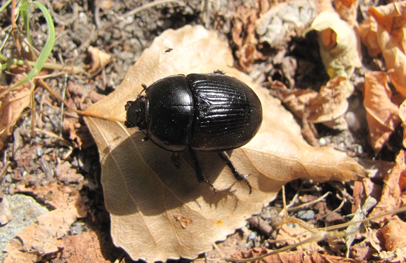 Quale Scarabaeus?